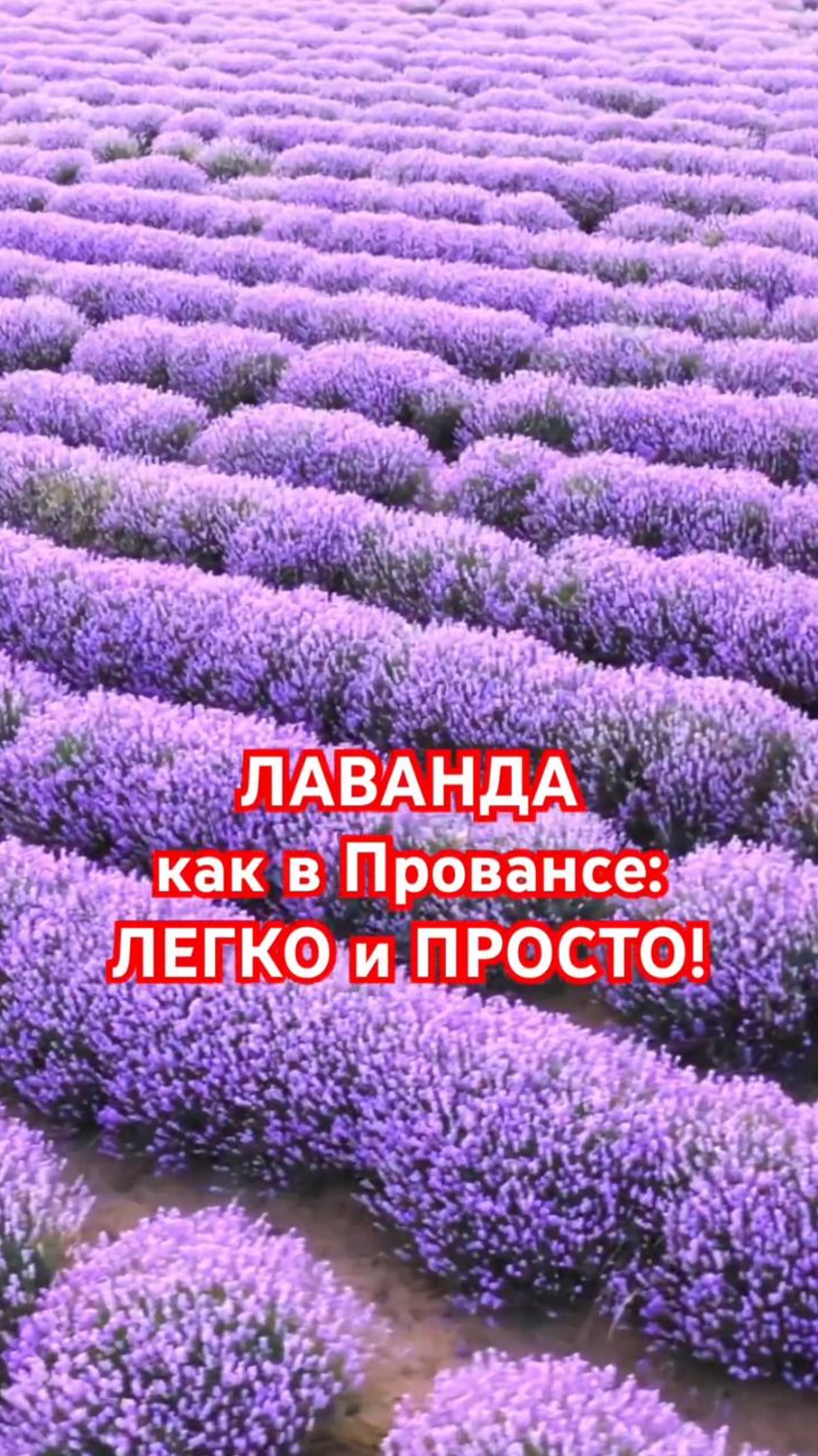 2 СЕКРЕТА французских садоводов для ИДЕАЛЬНОЙ ЛАВАНДЫ смотреть онлайн