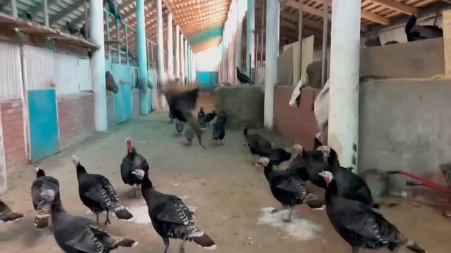 Уехал жить с семьей из города на Ранчо / Семейная ферма в деревне / Деревенские будни смотреть онлайн