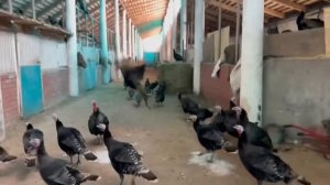 Уехал жить с семьей из города на Ранчо / Семейная ферма в деревне / Деревенские будни