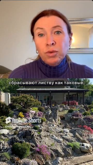 Где растут альпийцы в природе?! смотреть онлайн