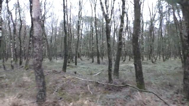 TONY PINO VLOG (1276) Erg Groot Bos met Extreem veel 8 января 2021 г.. смотреть онлайн