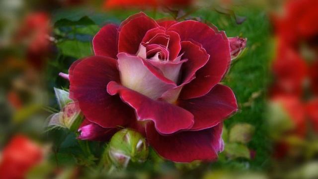 Весна в Лос Анджелесе смотреть онлайн