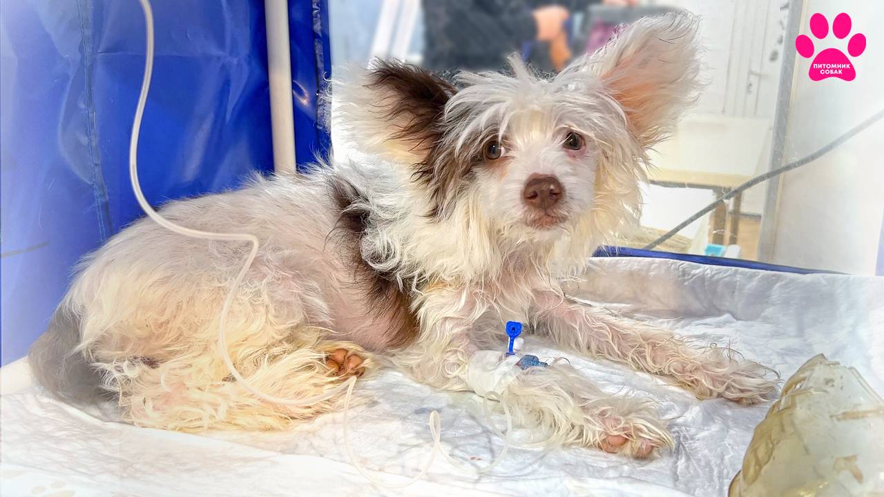 Собака в тяжелом состоянии. Две недели борьбы за жизнь... Долго не могли понять в чём дело. смотреть онлайн