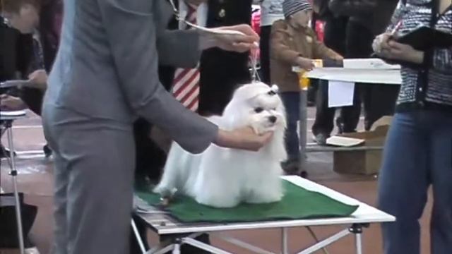 DogVer20110514Maltes.wmv