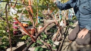 Обрезка и формировка винограда на рожки с толстой лозой на следующий год