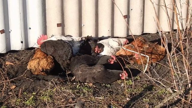 Грязевая ванна куры смотреть онлайн