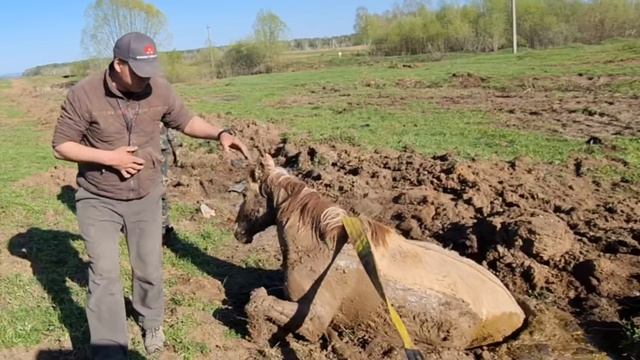 Жеребая Башкирская лошадь чуть не погибла/ Деревенские будни/ КФХ Идиятуллин смотреть онлайн