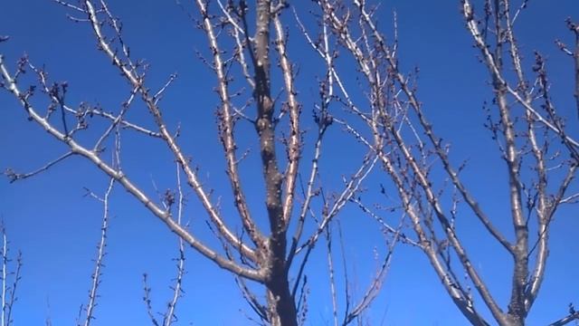 абрикос перед обрезкой смотреть онлайн