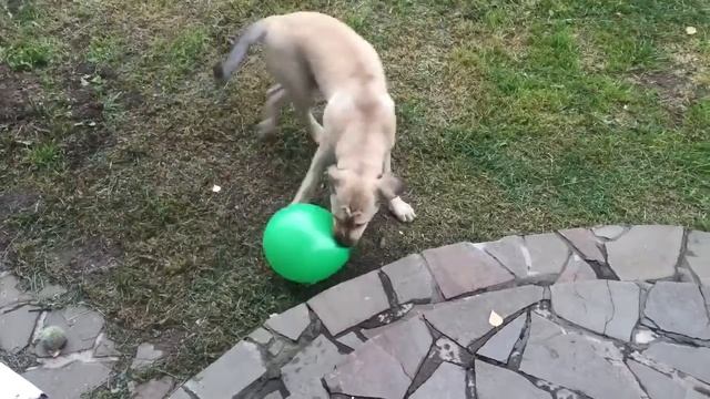 Ка де Бо Агнес