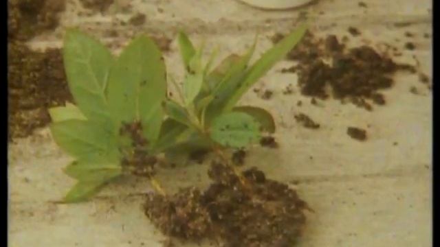 Mr Smith's Indoor Garden. Part 2 смотреть онлайн