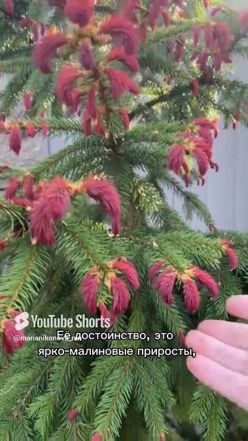 Ель обыкновенная, сорт «Рыдал». смотреть онлайн