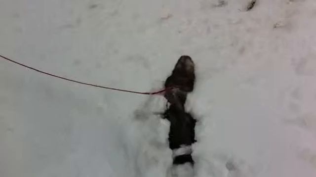 Фунти на прогулки смотреть онлайн