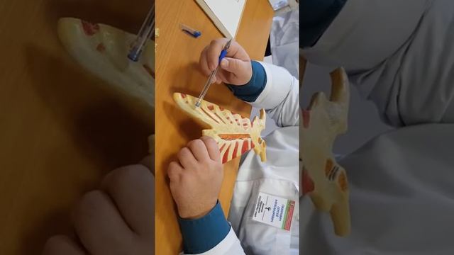 Articulations of Ribs with Sternum and Vertebrae смотреть онлайн