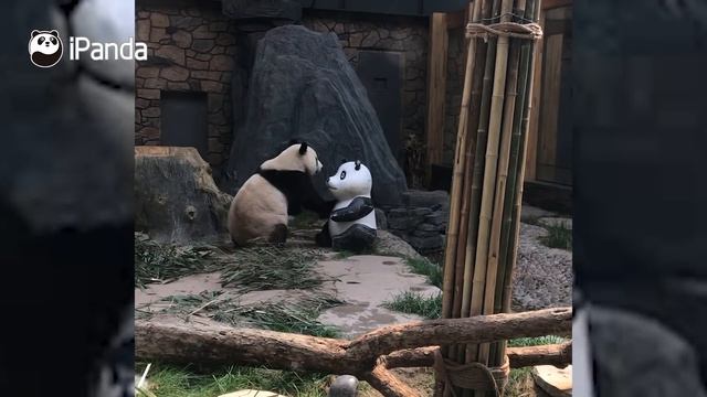 【Panda Billboard】Episode 44 | iPanda смотреть онлайн