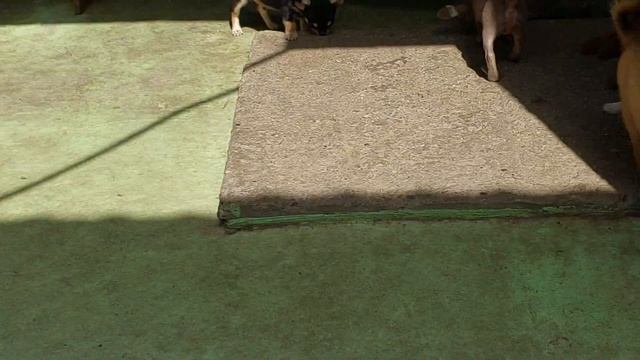 НОВОСТИ ‼️ ПРОВОЖАЕМ ЩЕНКА 🐕 ЧТО КУПИТЬ ВЫСТАВКИ ПИТОМНИК ЧИХУАХУА И ТОЙ-ПУДЕЛЬ КАСТРОПУЛО КРЫМ смотреть онлайн