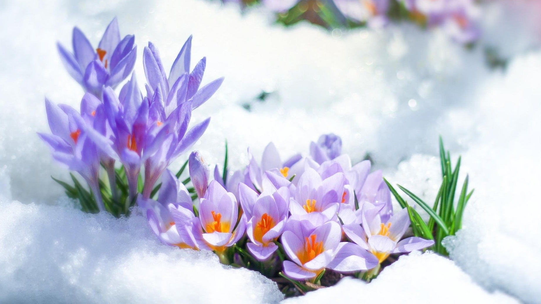 А.Вивальди. Весна. смотреть онлайн