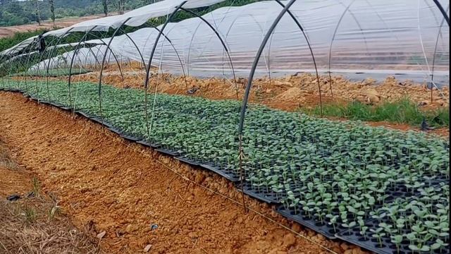 CARA MENGELOLA BENIH SEMANGKA AGAR TUMBUH SUBUR смотреть онлайн