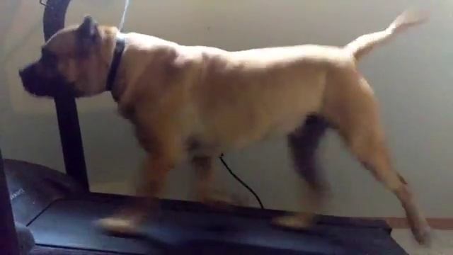 Presa Canario Junior Workout