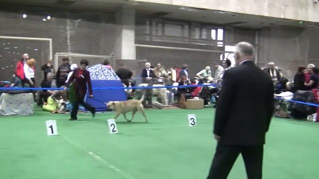 Золотой Ошейник 2010 (ка де бо) Сравнение на ЛПП