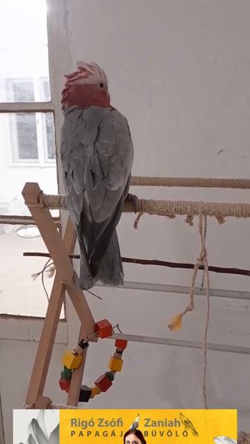 Pinky the rose cockatoo dancing. 😃💖 #parrotdancing #parrotvideos смотреть онлайн