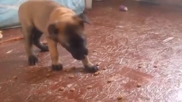 детки Титана и Геры 1 месяц