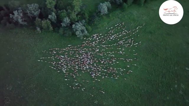 КРАСИВАЯ ПЕСНЯ ПРО ЛОШАДЕЙ НА ТАТАРСКОМ ЯЗЫКЕ - ГИМН ЛОШАДИ / СУПЕР КЛИП ПРО ЛОШАДЕЙ ИДИЯТУЛЛИНА смотреть онлайн