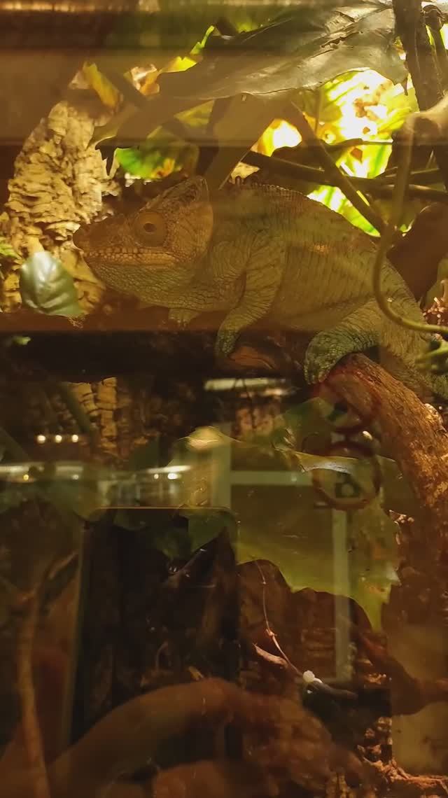 Ленинградский зоопарк. Змеи, ящерицы,лягушки. #зоопарк