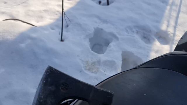 Средство для понижения сахара в крови/ Польза гриба Чага/ Лечебные свойства гриба Чага смотреть онлайн