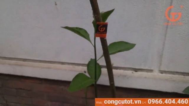 Kéo SADA 210 đọ sức với tôm hùm và cành cây смотреть онлайн