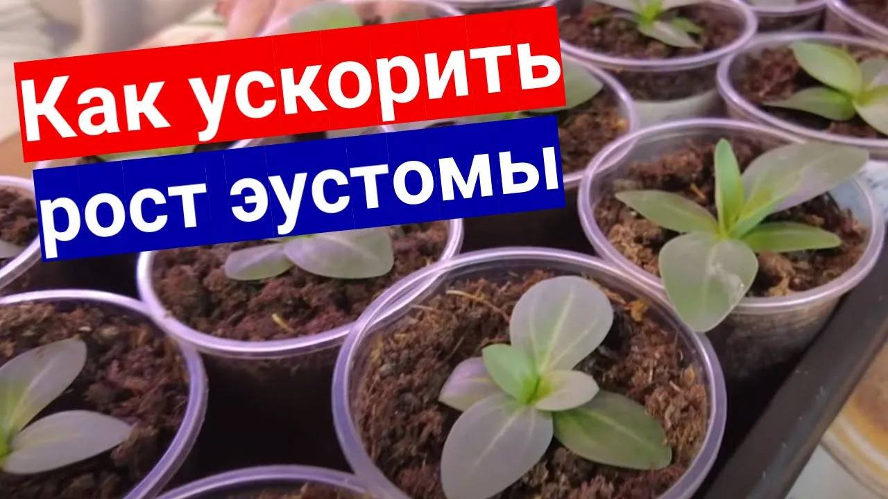 КАК ЗАСТАВИТЬ ЭУСТОМУ РАСТИ. ОБЯЗАТЕЛЬНАЯ ПЕРЕВАЛКА ЭУСТОМЫ В ПИВНЫЕ СТАКАНЫ. смотреть онлайн