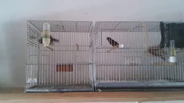 reproduction pico 2 смотреть онлайн