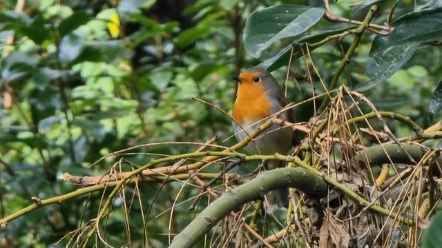 European Robin смотреть онлайн