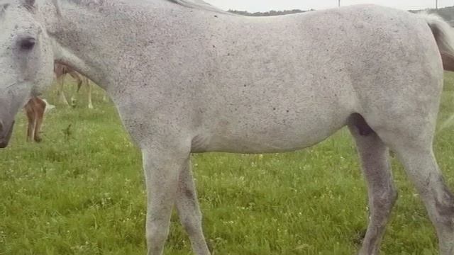 Слайд шоу : Арабские лошади 🐎. смотреть онлайн