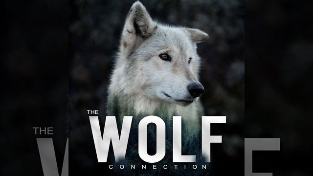 Episode #133 Joanna Lambert - Our History and Future with Wolves смотреть онлайн