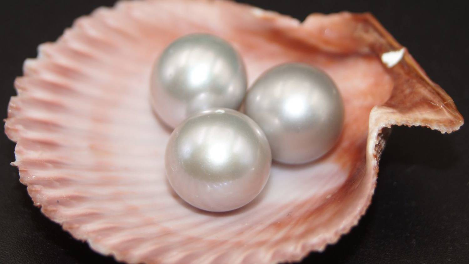 PEARLS  -  Arsel Salyakhov