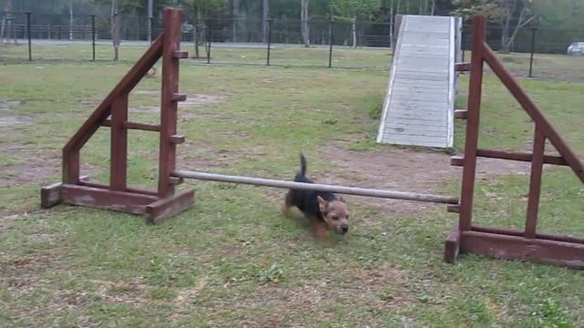 Shadow's Challenge For Agility