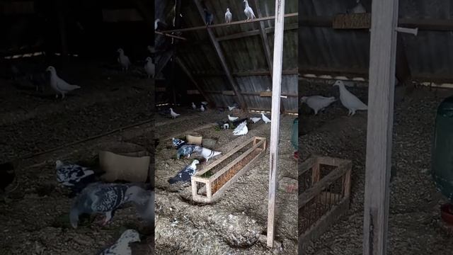 голуби почтовые чехи смотреть онлайн