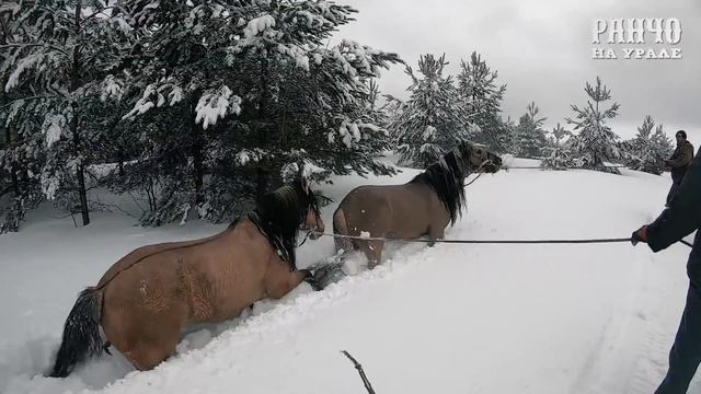 Лошадь с Жеребенком потерялись в лесу/Разведение лошадей/Ранчо на Урале смотреть онлайн