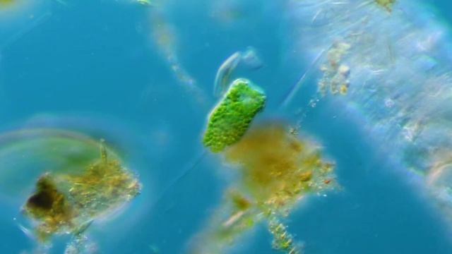 GreenVorticella смотреть онлайн
