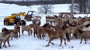 Лошади все таки вернулись к своим жеребятам / Снова приходиться заниматься сортировкой лошадей
