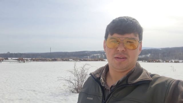 Начали отправлять лошадей в поля на самообеспечение/ Разведение башкирской породы лошадей смотреть онлайн