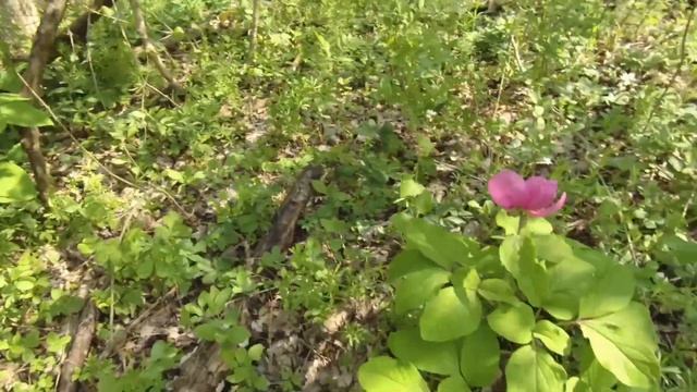 Весенние грибы в лесах Кубани! Саркосцифа алая! Красивые места в лесу! Сказочная природа Кубани!Зме смотреть онлайн