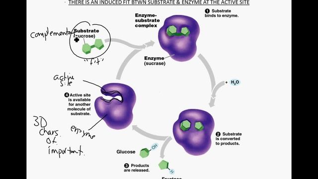 Enzyme Introduction & Review смотреть онлайн