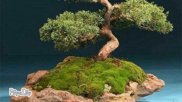 Сосны... смотреть онлайн