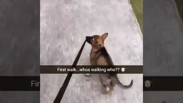 Lovely business dog смотреть онлайн