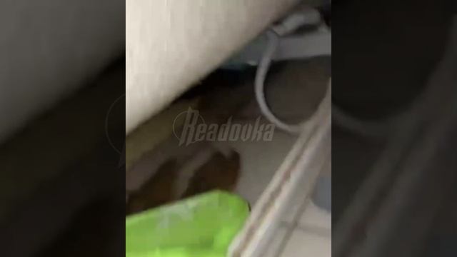 Мигранты, устроившие ночлежку в московском ЖК от ПИК, топят жильцов и разводят антисанитарию смотреть онлайн