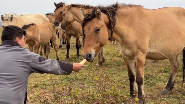 Как можно и нужно жить на селе | Готовимся к двойному празднику | Ранчо на Урале смотреть онлайн