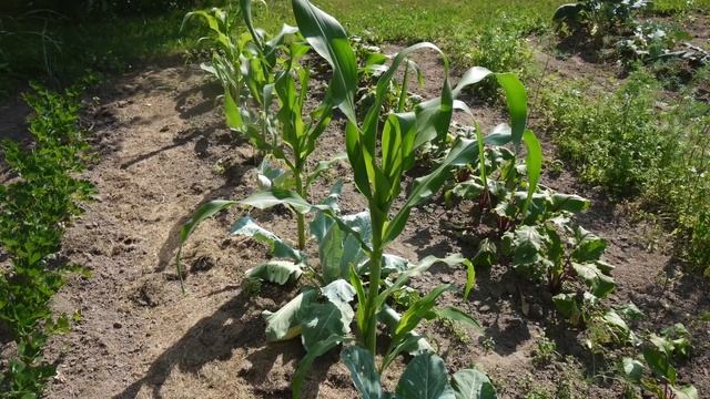 Огород без хлопот. 5 овощей вырастить которые под силу каждому даже начинающему #3 смотреть онлайн