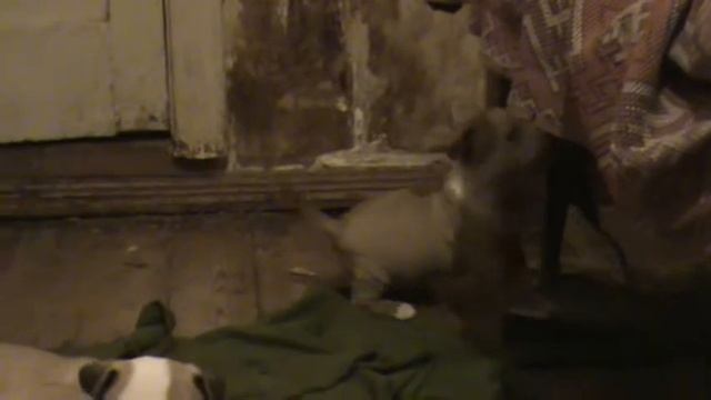 Щенкам американского стаффтерьера 1 месяц.