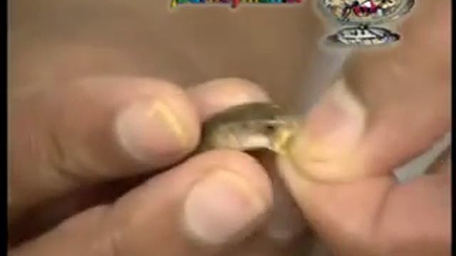 Swallowing a live fish to treat asthma смотреть онлайн